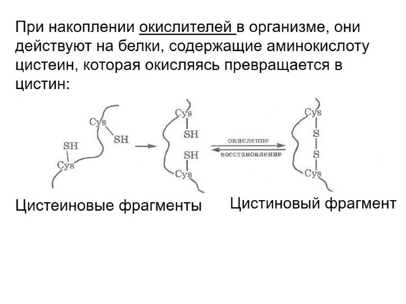 При накоплении окислителей в организме, они действуют на белки, содержащие аминокислоту цистеин, которая окисляясь